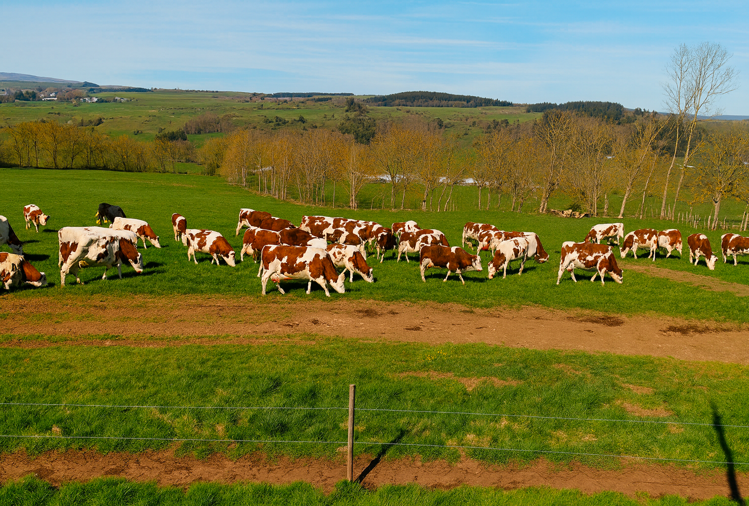 Vache2
